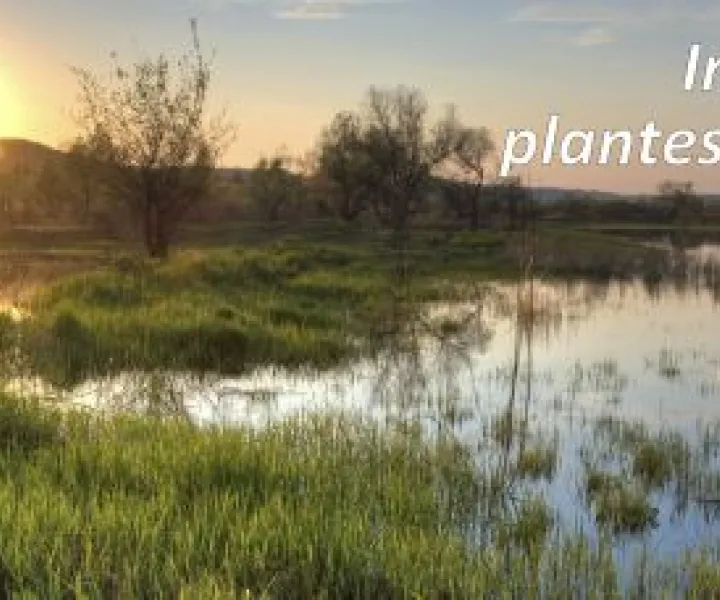 Inventaire de plantes aquatiques - Lac Nicolet - Été 2017