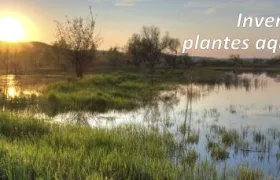 Inventaire de plantes aquatiques - Lac Nicolet - Été 2017