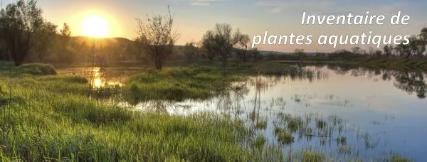 Inventaire de plantes aquatiques - Lac Nicolet - Été 2017